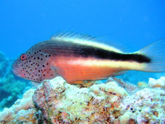 Foster's hawkfish