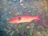 Red sea coral grouper