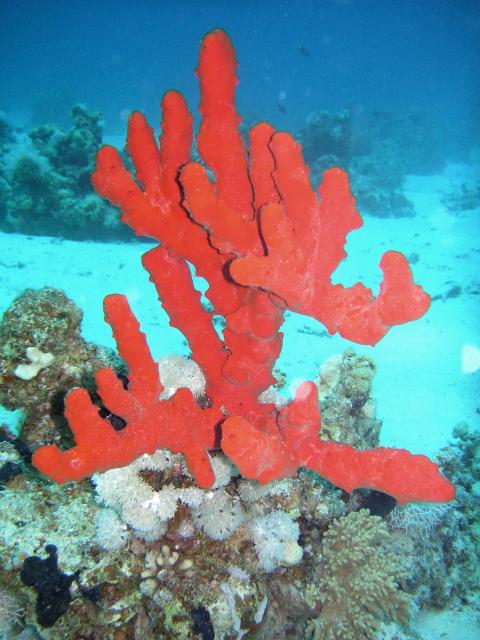 Fire sponge