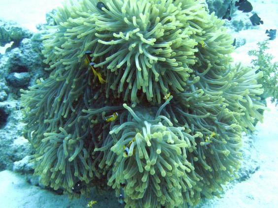 Magnificent anemone