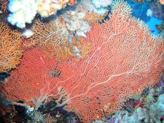 Hickson giant seafan