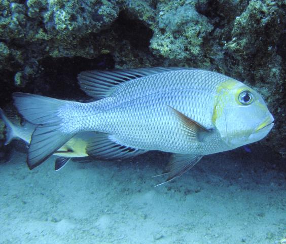 Bigeye emperor
