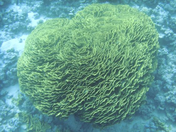 A huge salad coral