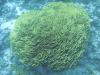 A huge salad coral