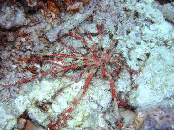 Unknown creature