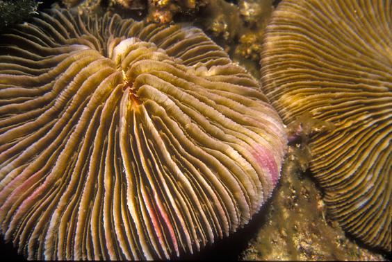 Mushroom Coral