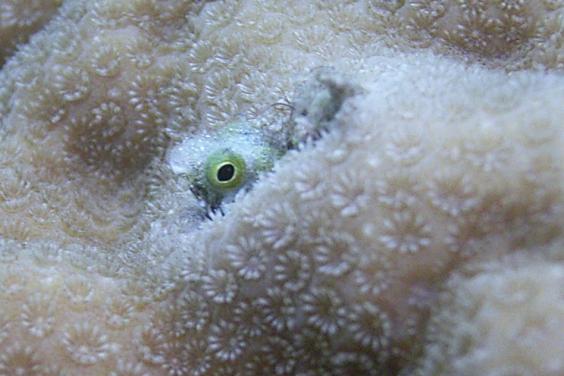 Secretary Fish