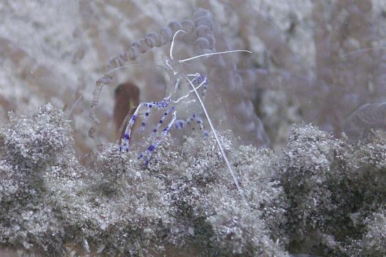 Cleaner Shrimp