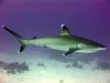Silvertip Shark