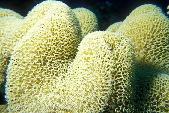 Soft Coral Polyps