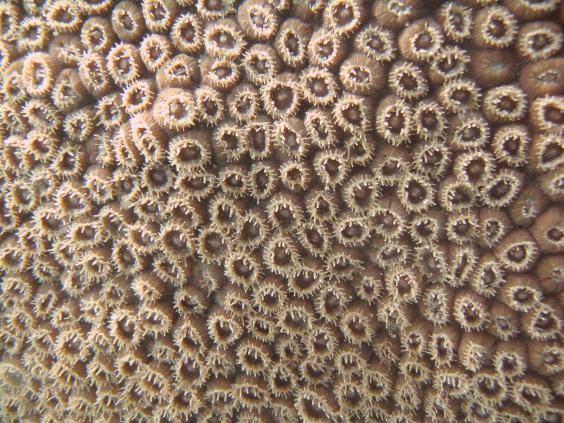 Hard Coral