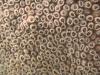 Hard Coral