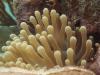 Anemone