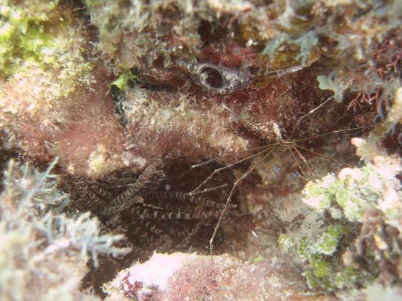 Shrimp and anemone