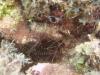 Shrimp and anemone
