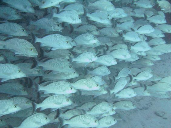 School of fish