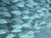 School of fish