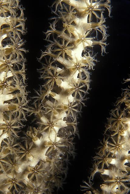 Soft Coral Polyps