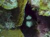 Trunkfish