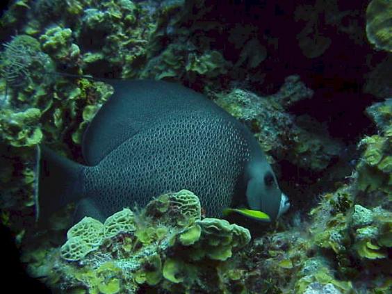 Angelfish