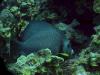 Angelfish