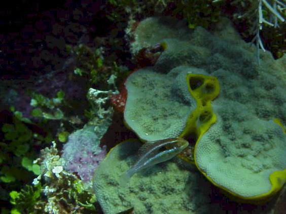 Wrasse