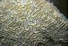 Brain Coral