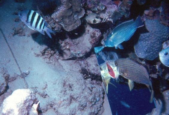 Trash on the Reef