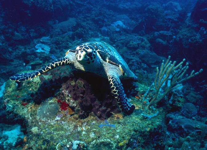 coral turtle