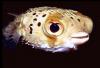 Balloonfish