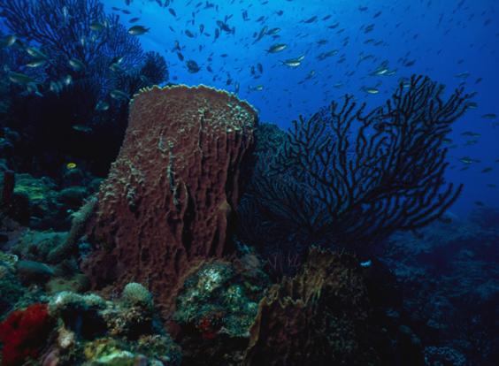 Reefscape