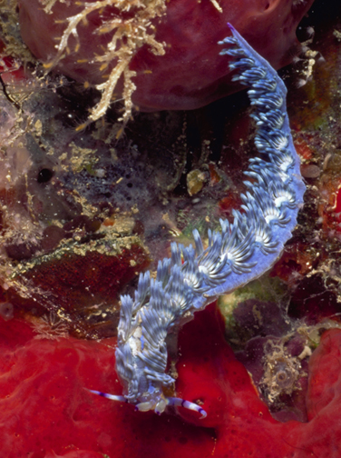 Nudibranch