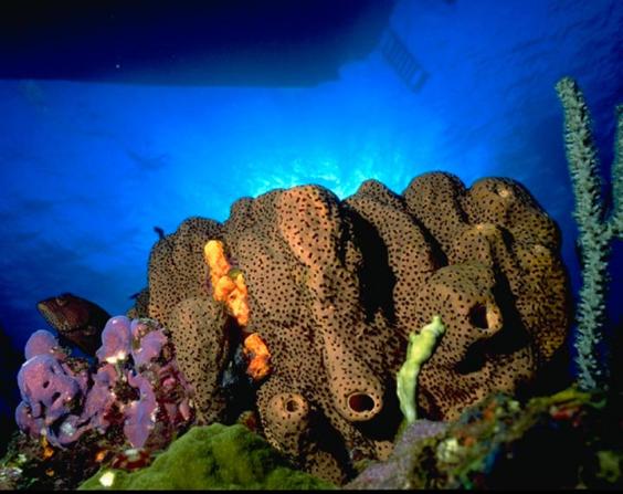Reefscape