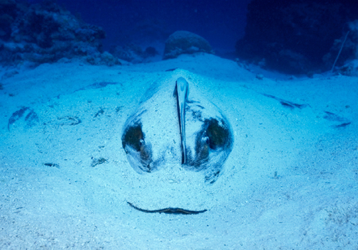 Image of a Southern Stingray Dasyatis americana partially buried under