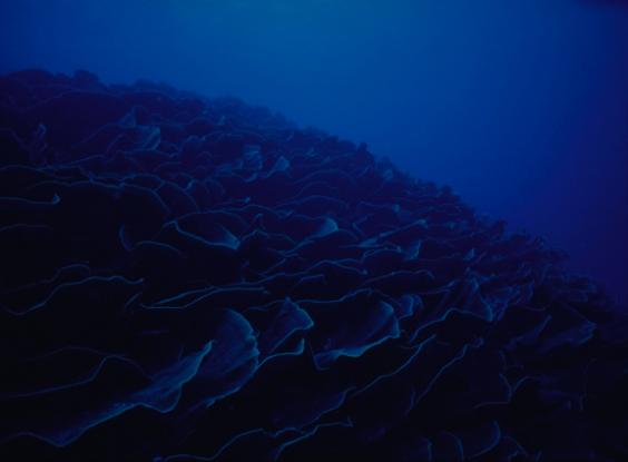 Cabbage Coral