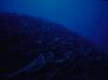Cabbage Coral