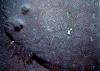 Flounder Close up Flounder Close up