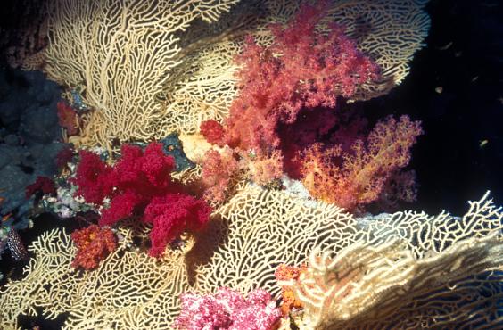 Soft Corals