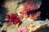 Soft Corals