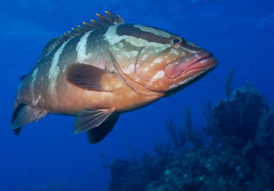 Grouper