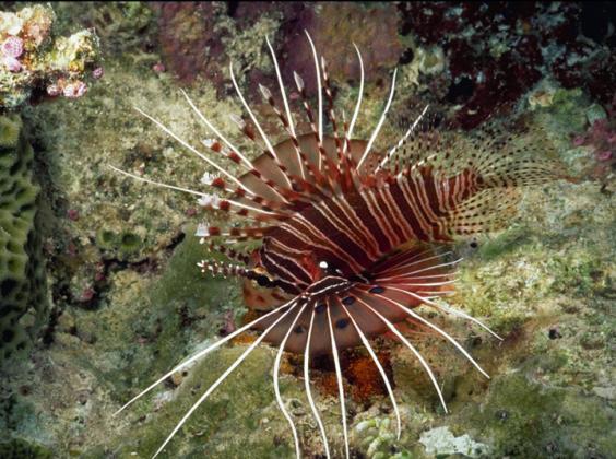 Lionfish