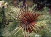 Lionfish