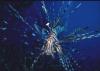 Lionfish