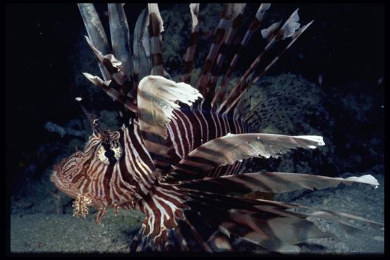 Lionfish