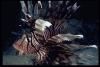 Lionfish