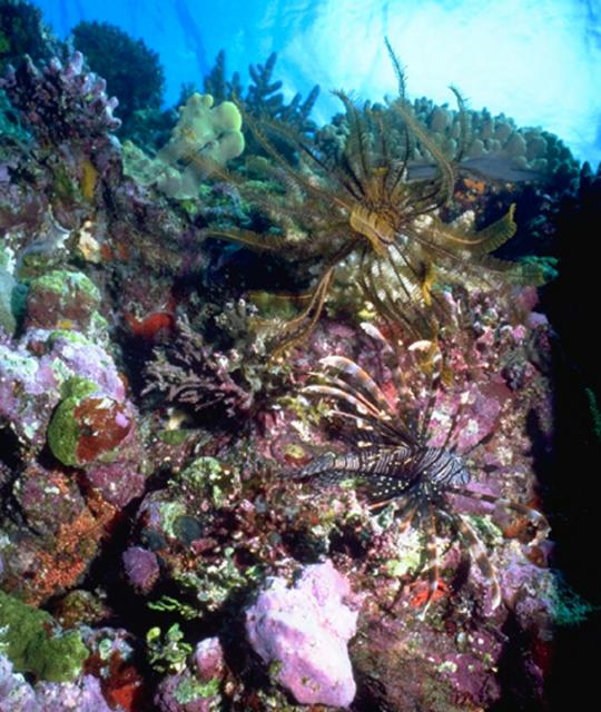 Lionfish