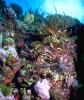 Lionfish
