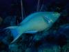 Parrotfish