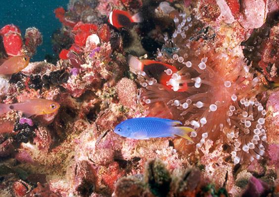 Reefscape