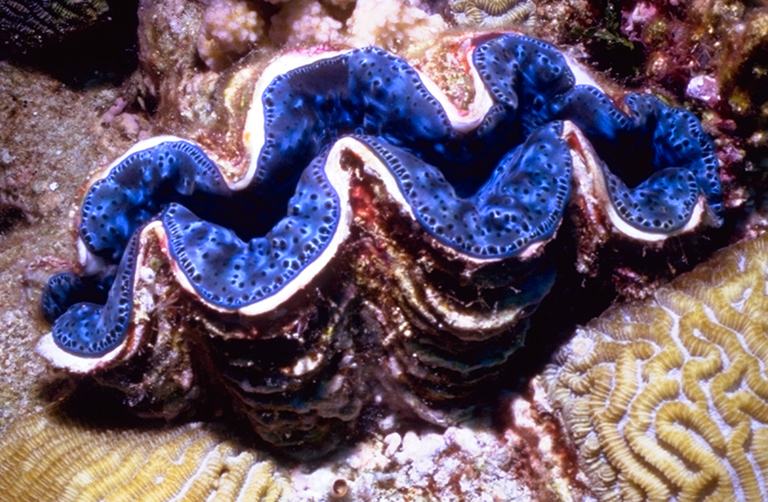 http://www.coral.org/files/images/1626-CLAMBIG.JPG